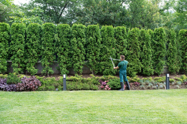 Best Arborist Services Near Me  in Tobaccoville, NC